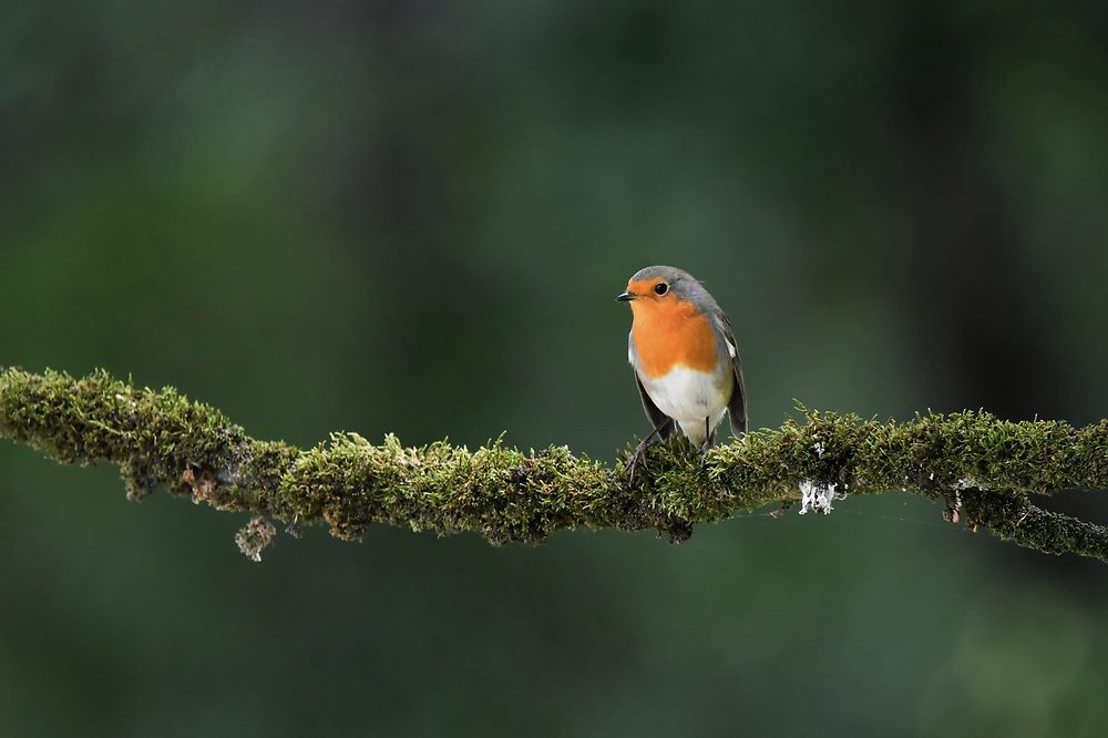 Rouge-gorge familier