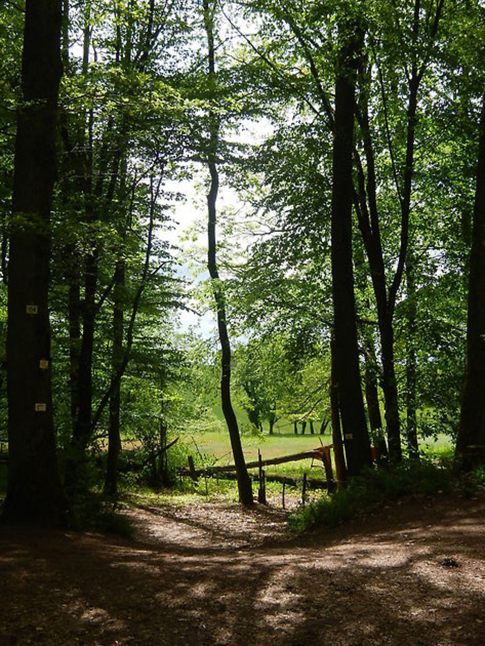 Ascension vers le Wasenbourg