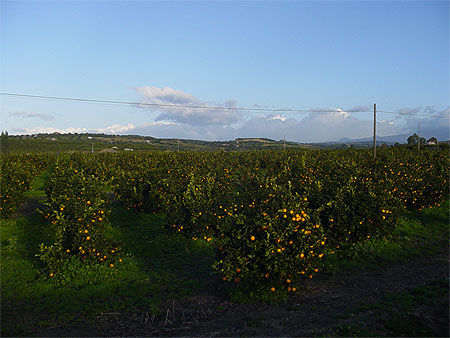 Oranges de Sicile