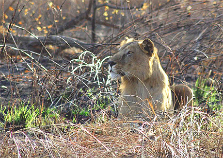 Lion à Pama Lion à Pama