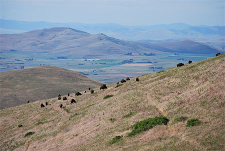 National bison range National bison range
