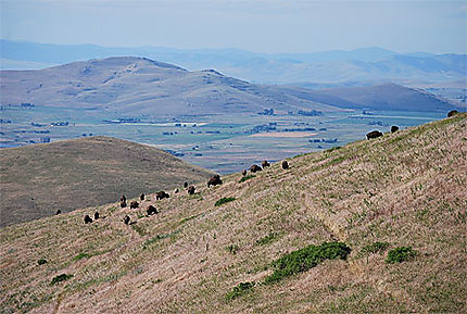 National bison range