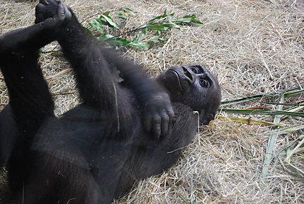 Gorille à Animal Kingdom