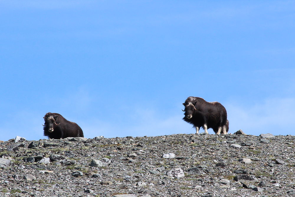 Les boeufs musqués du Dovre sur une crète