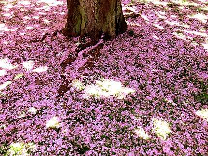 Pétales de cerisiers en fleur