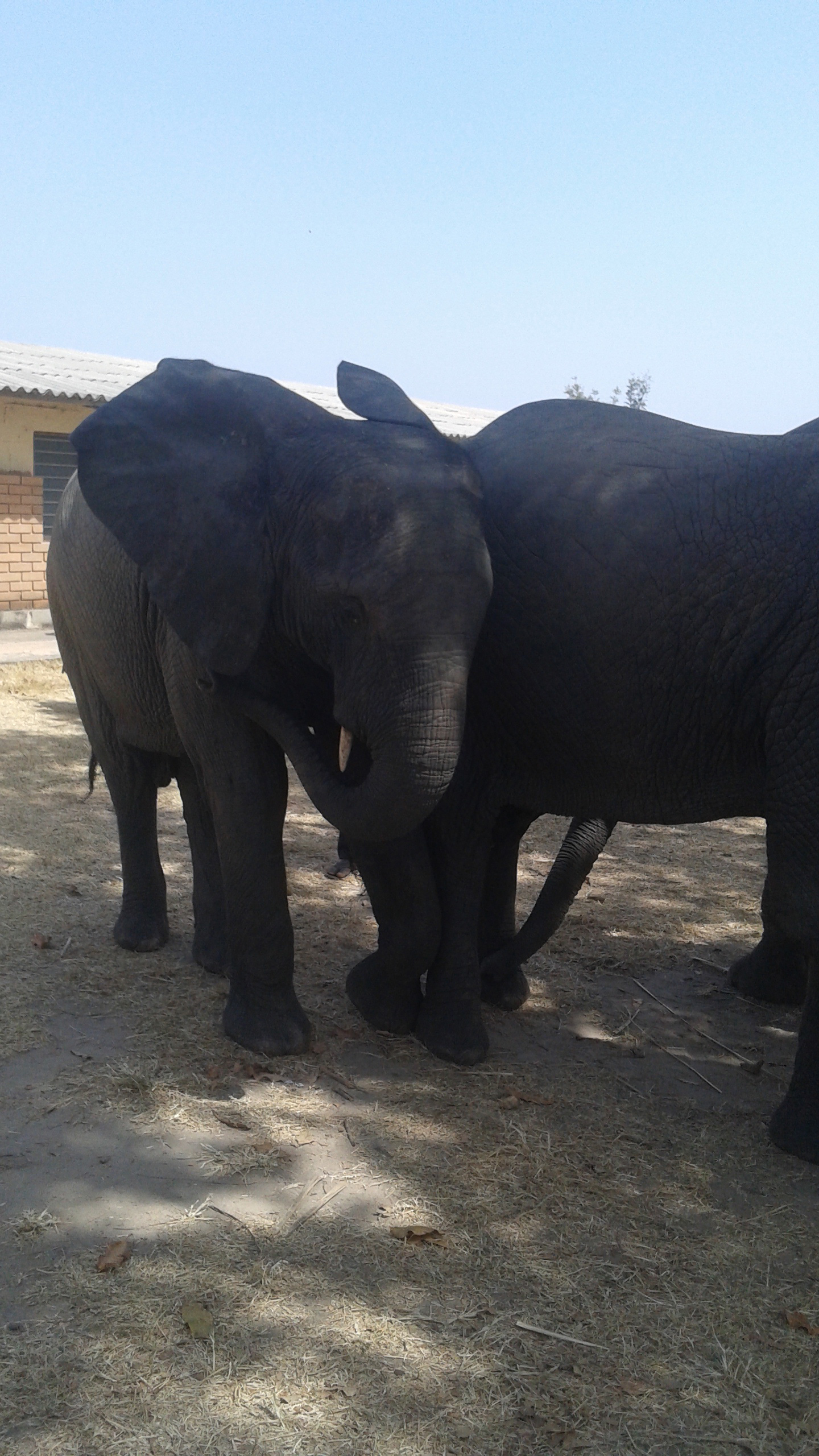 Éléphants Éléphants
