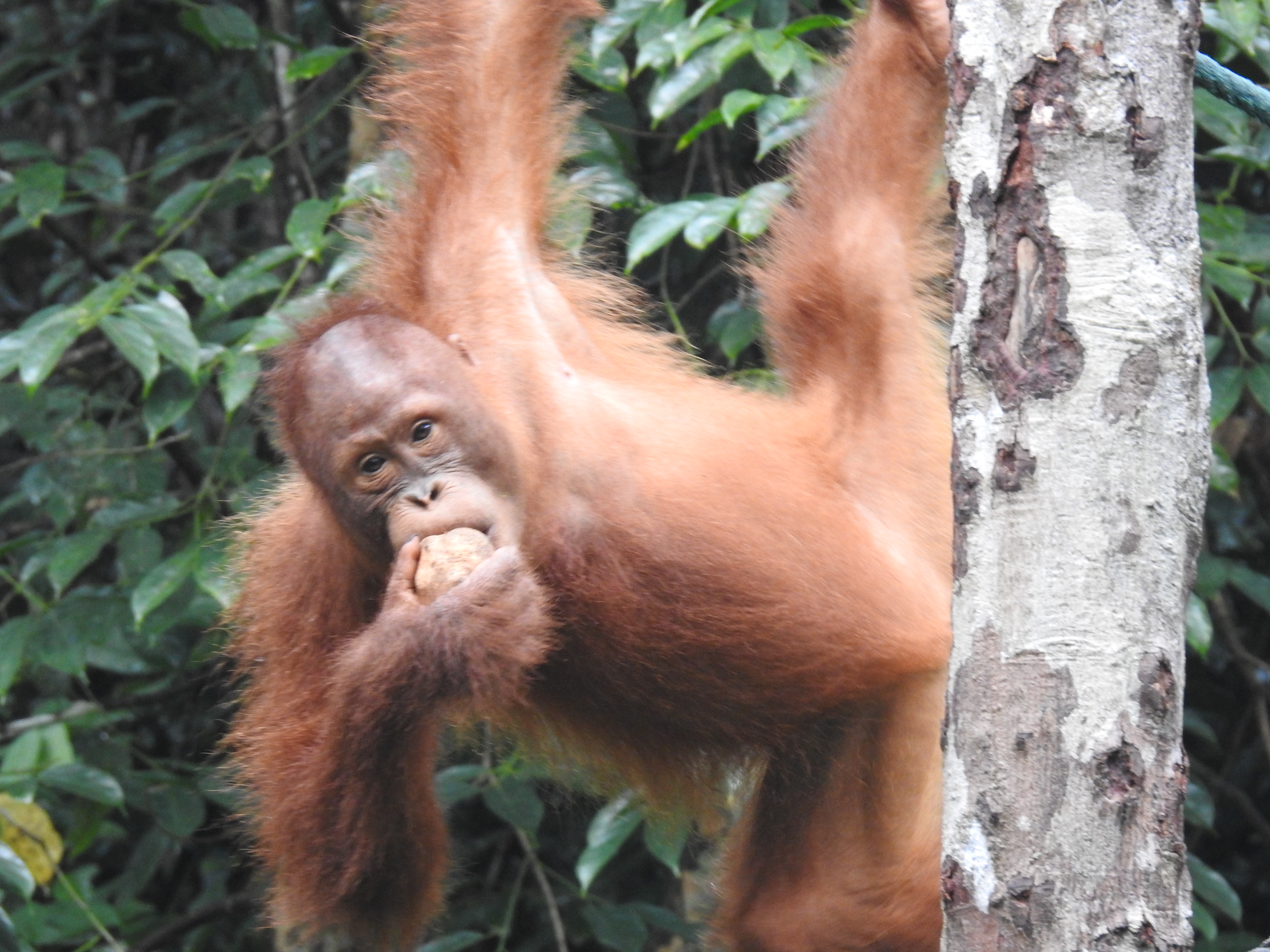 Orang outan Orang outan