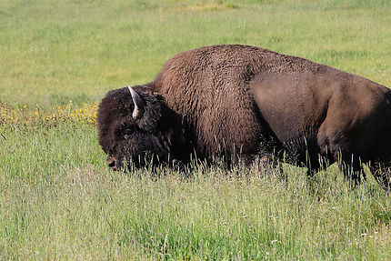 Bison, roi de Yellowstone