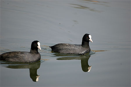 Foulque macroule ( Fulica atra ) Foulque macroule ( Fulica atra )