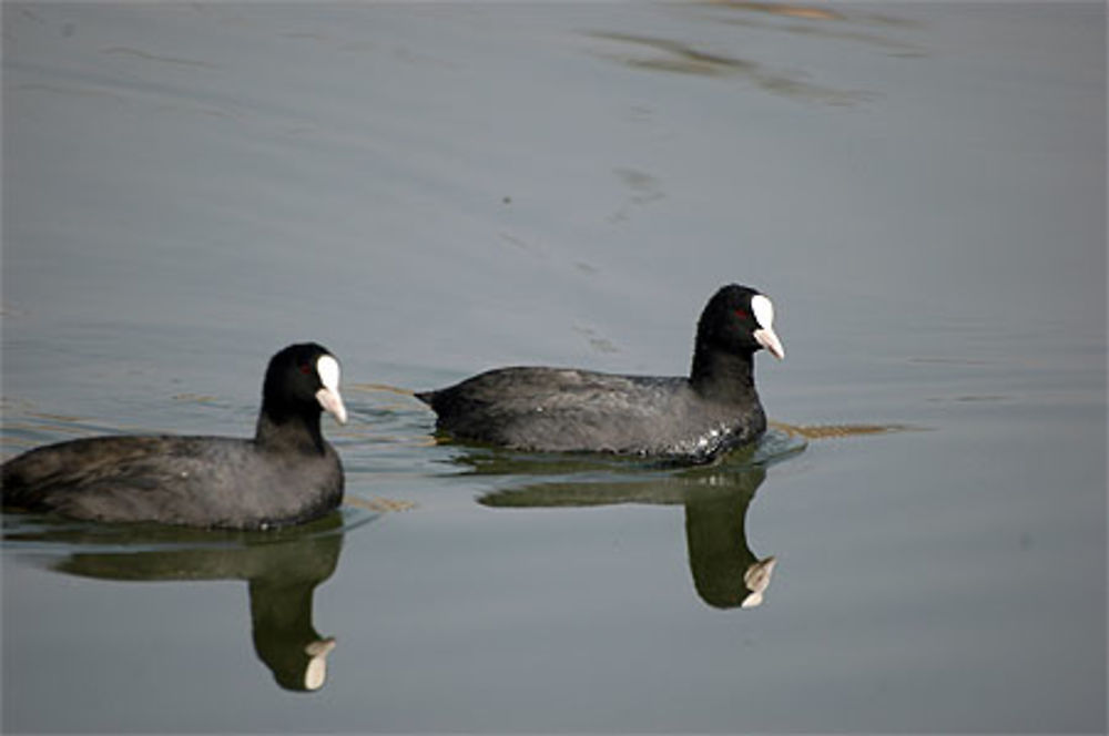  Foulque macroule ( Fulica atra ) 