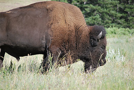 Bison à national bison range Bison à national bison range