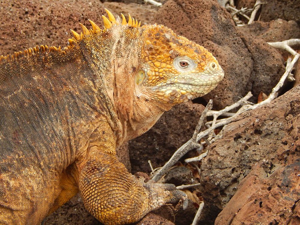 Iguane terrestre