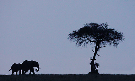 Eléphant et son petit au crépuscule
