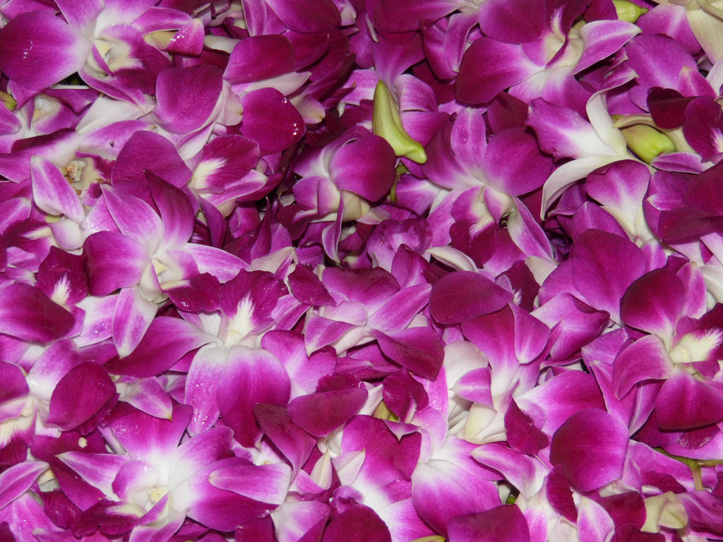 Orchidées Orchidées