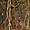 Lianes en forêt vierge, parc de Taman Negara