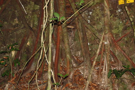 Lianes en forêt vierge, parc de Taman Negara