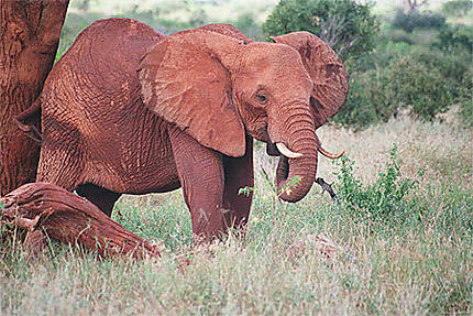 Red elephant 