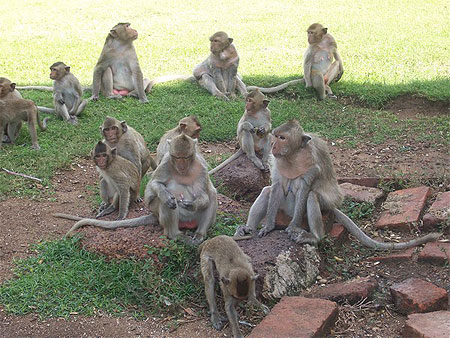 Cité des singes Cité des singes