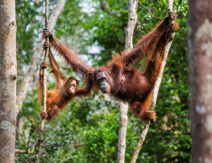 Orang-outans - Bornéo