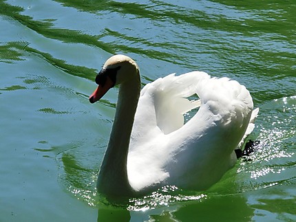 Cygne