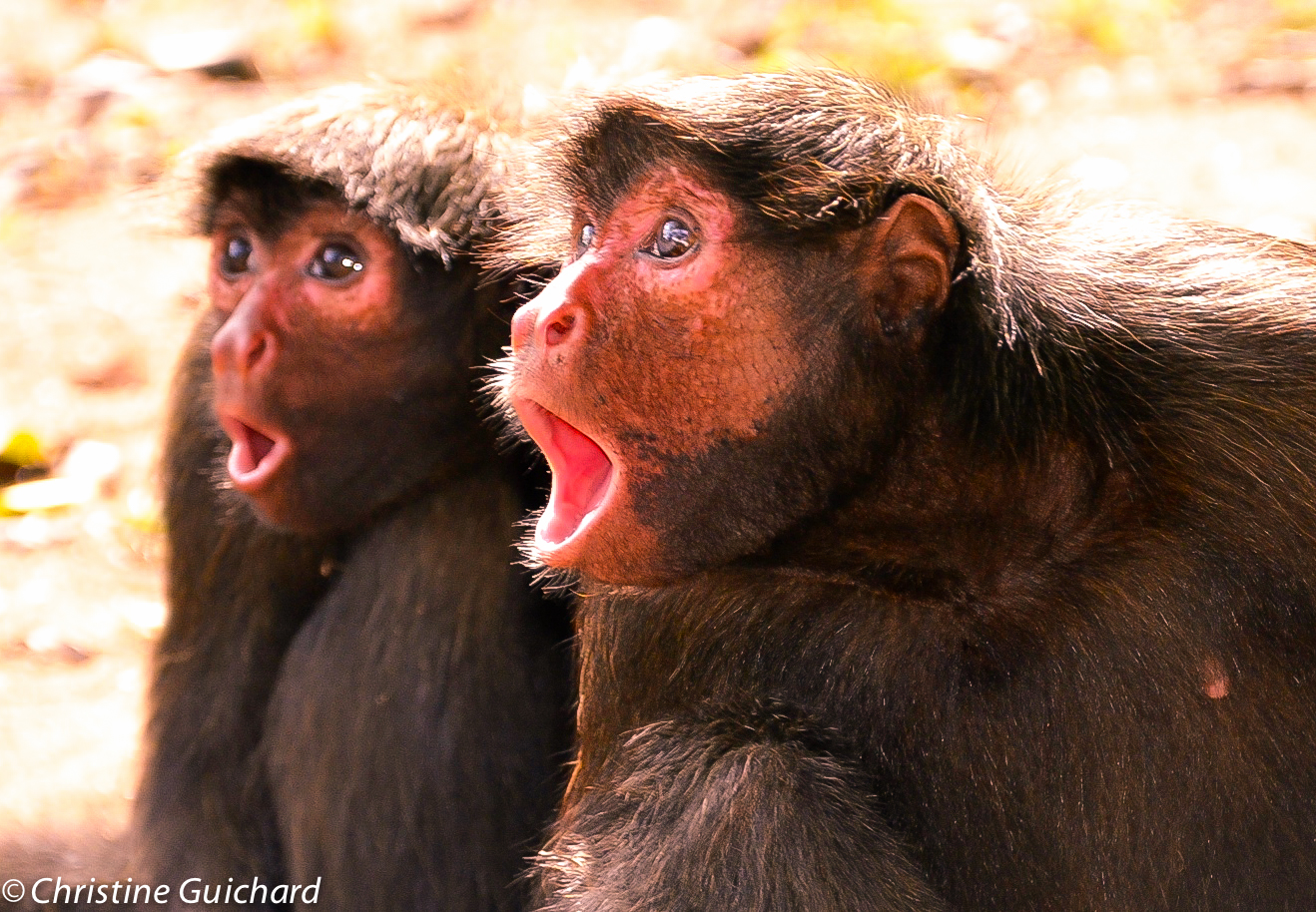 Singes atèles ou Kwata en Guyane Française Singes atèles ou Kwata en Guyane Française