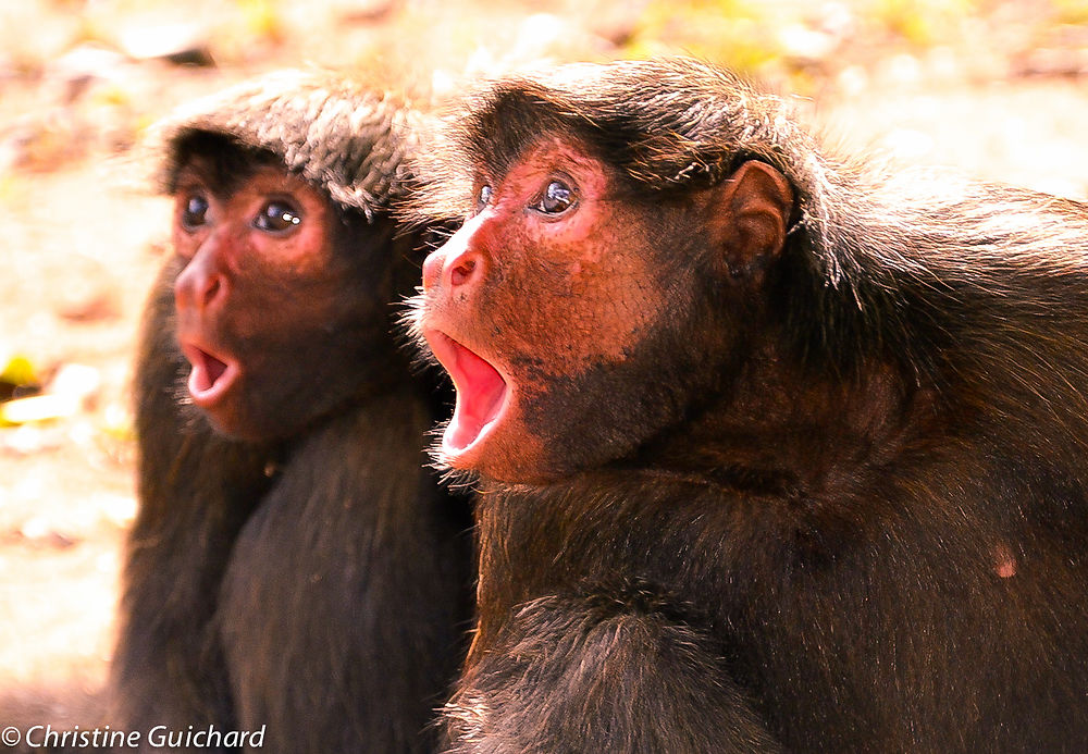 Singes atèles ou Kwata en Guyane Française