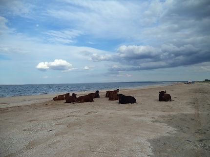 Plage de la mer d'Azov
