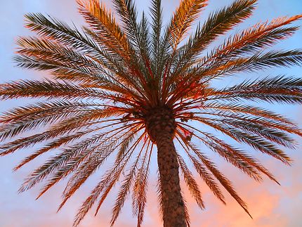 Palmier de la plage d'Estepona