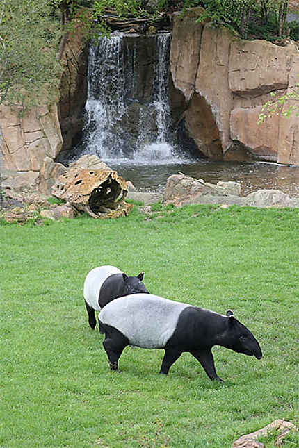 Tapirs à dos blanc