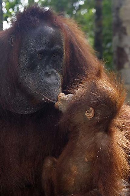 Orang outan mère qui donne à boire