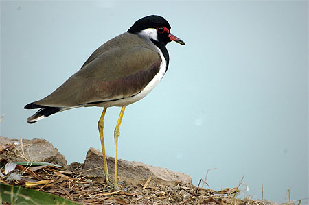 Vanneau indien ( Vanellus indicus ) Vanneau indien ( Vanellus indicus )