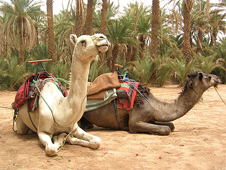 Maroc, palmeraie de Zagora Maroc, palmeraie de Zagora