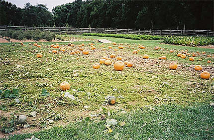 Les citrouilles de Mount Vernon-Virginia