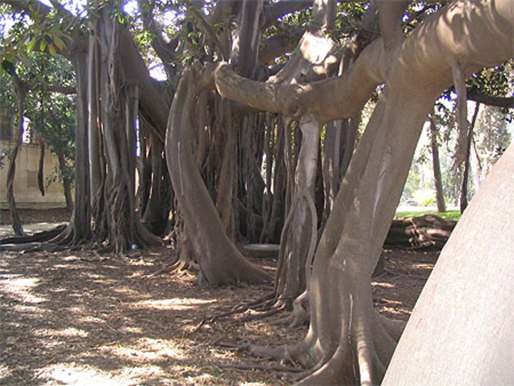 Jardin botanique de Palerme