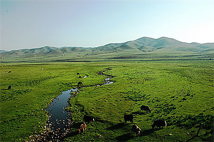La Steppe mongole