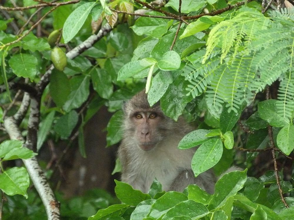 Petit singe près de la cascade de l'île aux cerfs