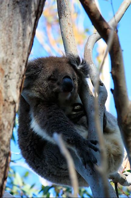 Koala - Yanchep National Park