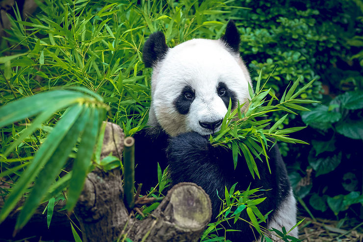 Panda - Chine