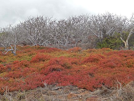 Végétation sur l'ile Seymour Norte
