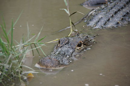 Alligator aux Everglades