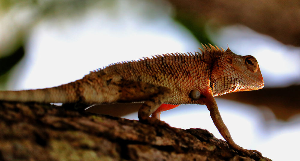 Lézard au parc de Wilpattu