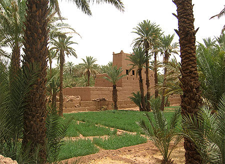 Maroc, palmeraie de Zagora