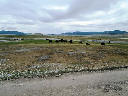 Yacks paissant sous le ciel immense de la mongolie