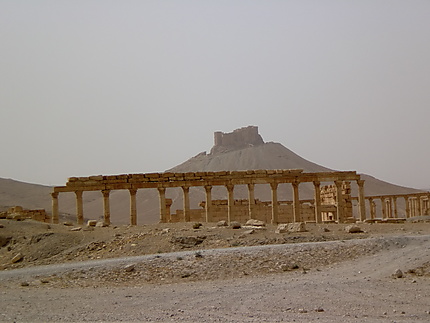Merveilleuse Palmyre