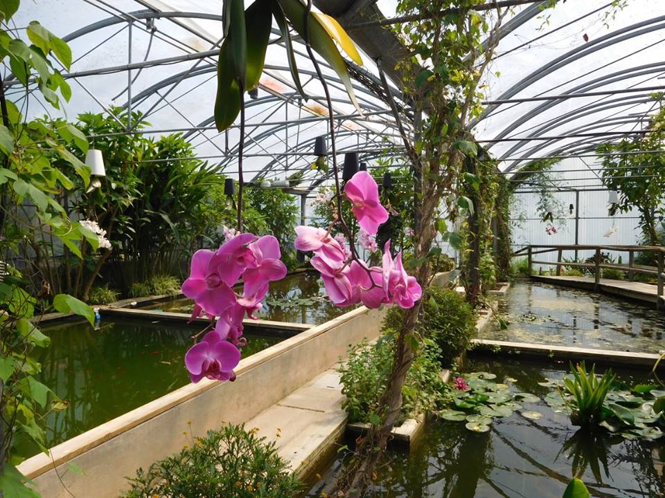 Serre tropicale Serre tropicale