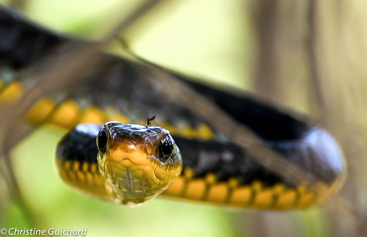 Serpent chasseur Guyane Française