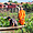 Moine bouddhiste cambodgien sur le Lac Tonlé Sap