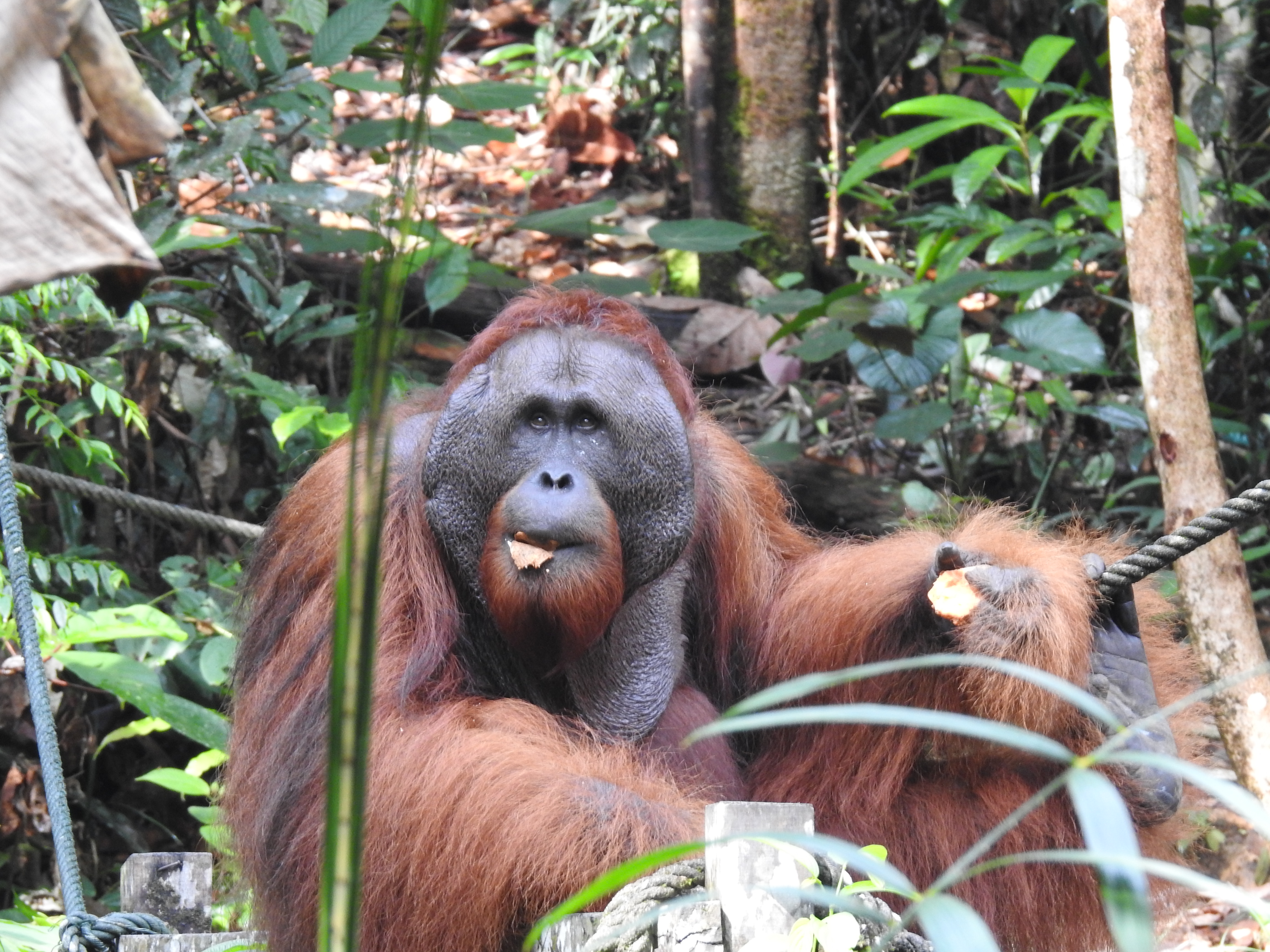 Orang outan Orang outan