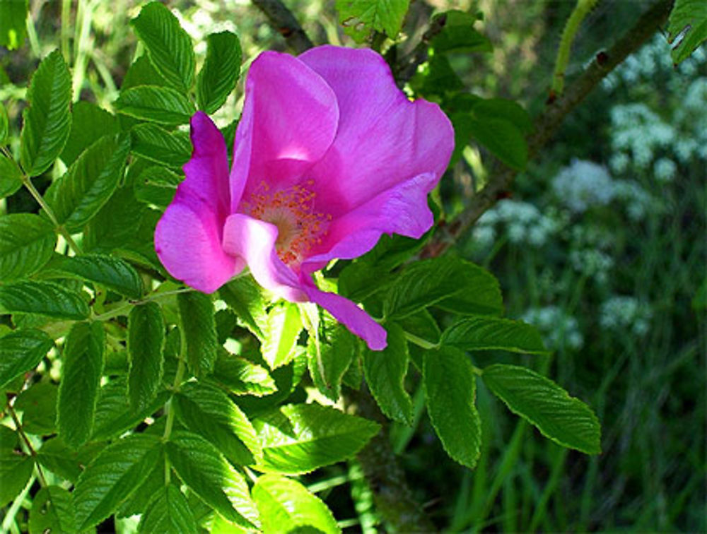 Fleur au bord d'un lac