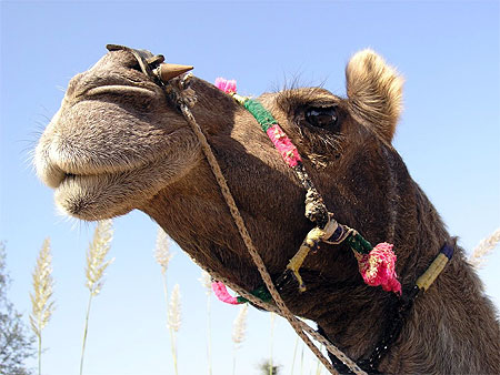 Dromadaire Rajasthani Dromadaire Rajasthani